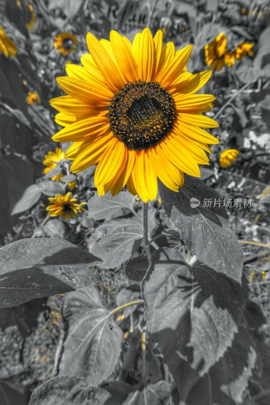 Black, White, Yellow Sunflowers Along Highway Road, Power Lines